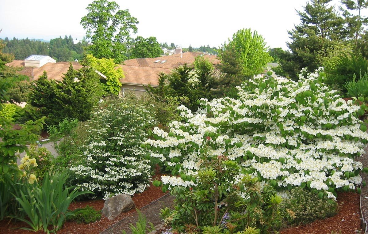 plants viburnum plicatum tomentosum in salem oregon The