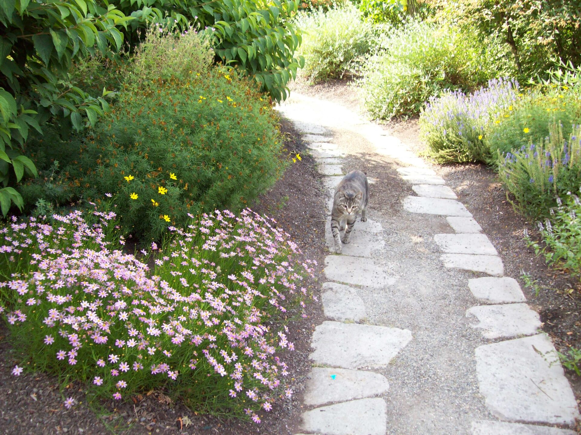 established garden with gazebo formed crushed gravel walks