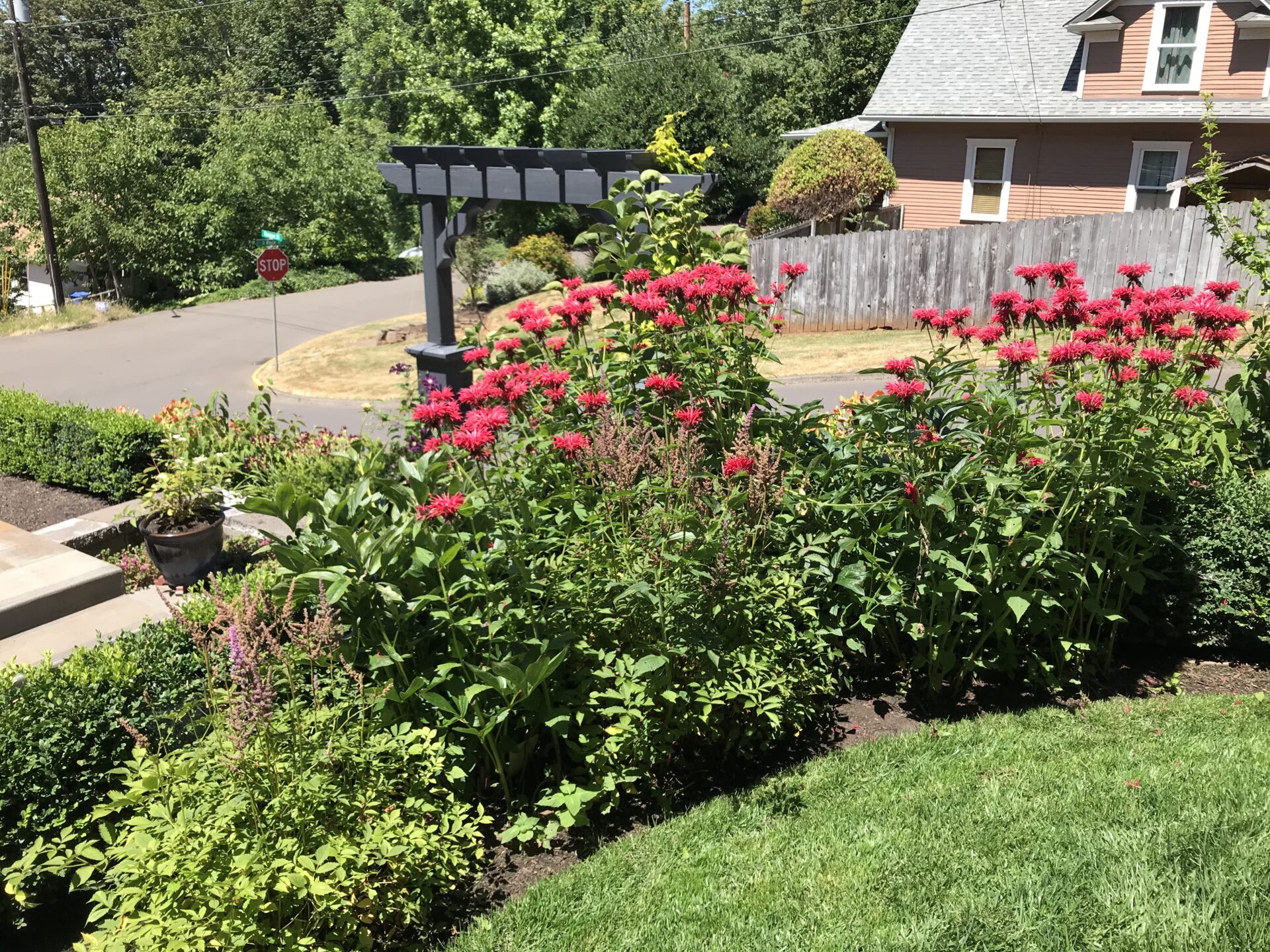 A pollinator's delight corner planting