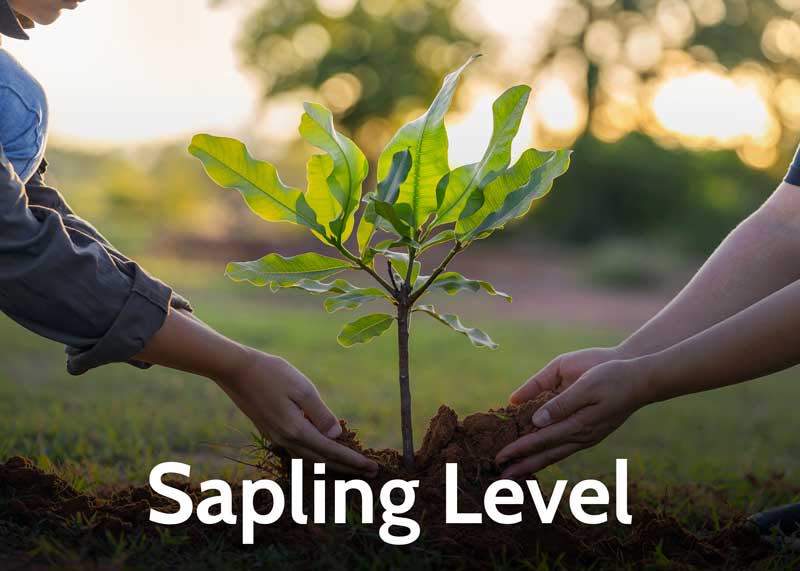 sapling level