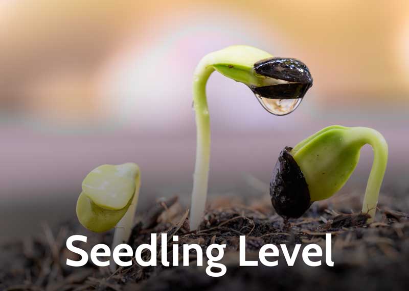 seedling level