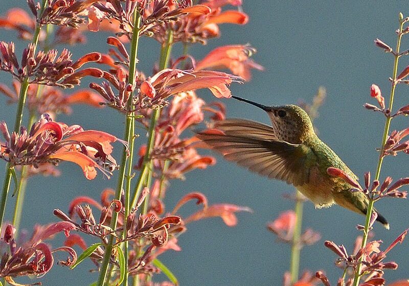 agastache rupestris hummingbird